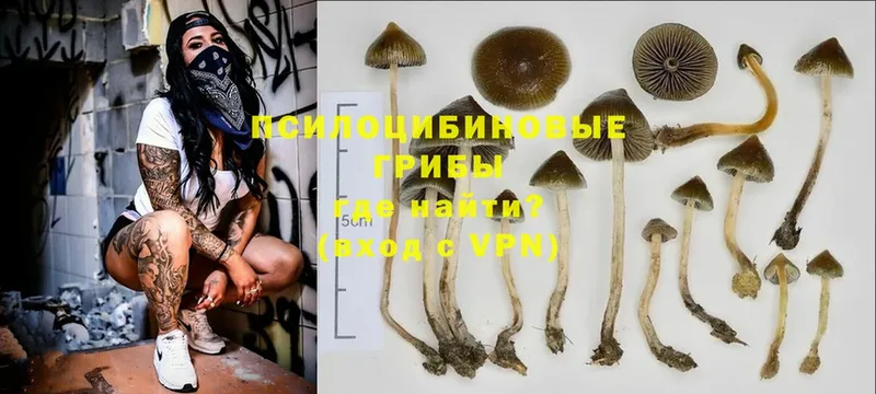 Галлюциногенные грибы GOLDEN TEACHER  купить наркоту  маркетплейс наркотические препараты  Зеленогорск 